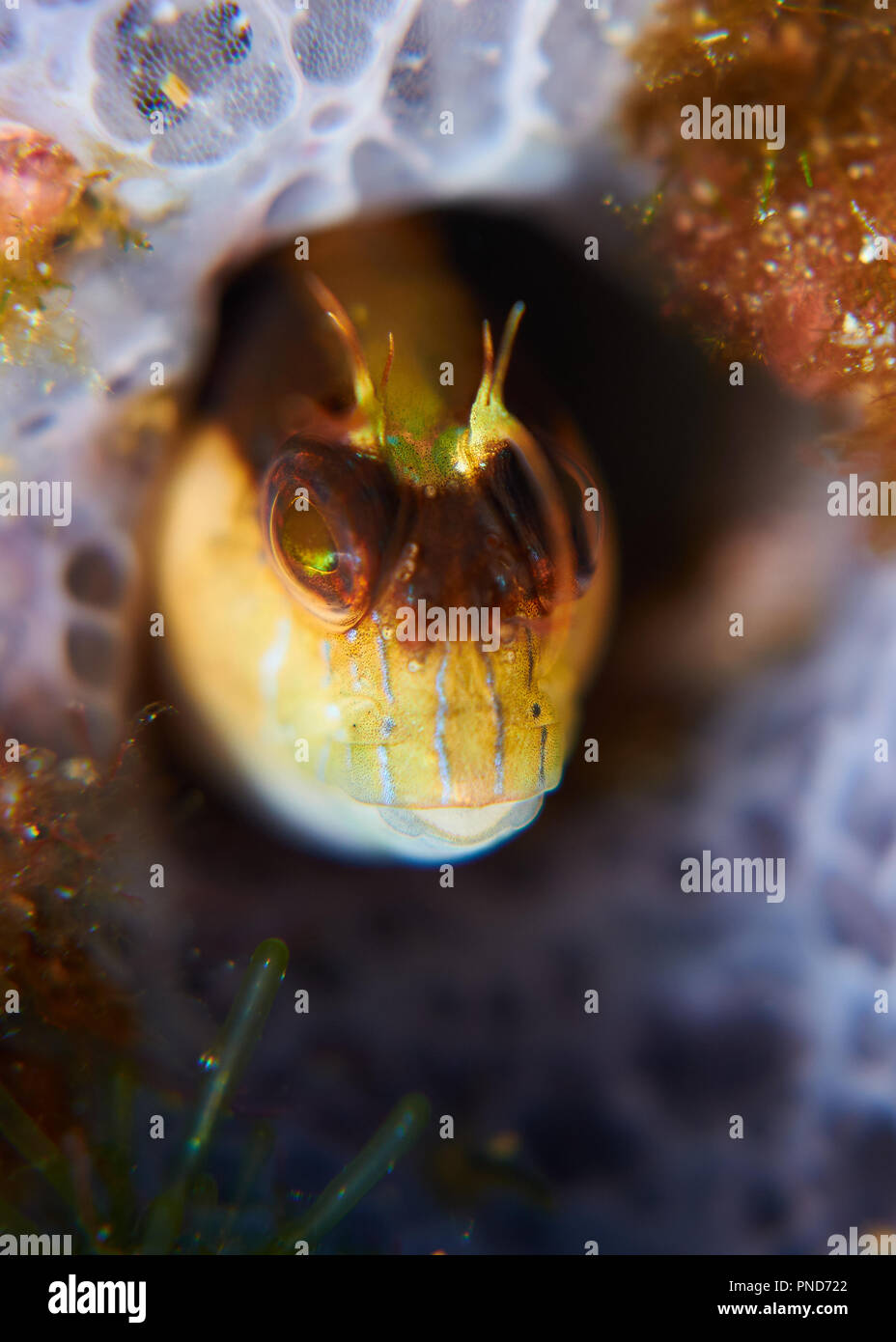 Macro portrait d'un longstriped (blennies Parablennius rouxi) dans son repaire en Parc Naturel de Ses Salines (Formentera, Iles Baléares, Espagne) Banque D'Images