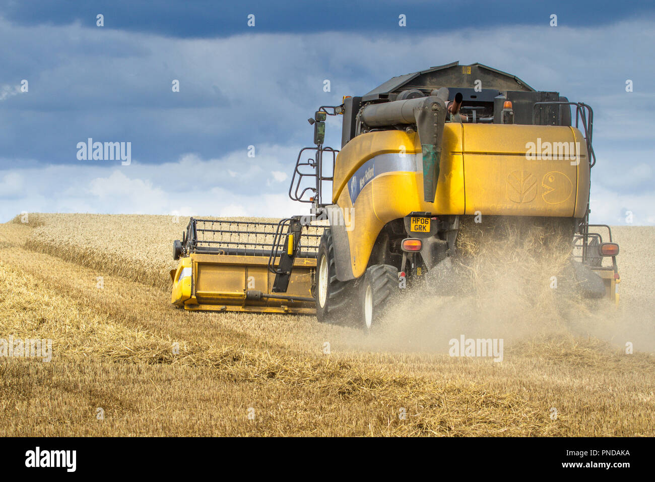 Une moissonneuse-batteuse New Holland au travail dans un champ de blé. Banque D'Images