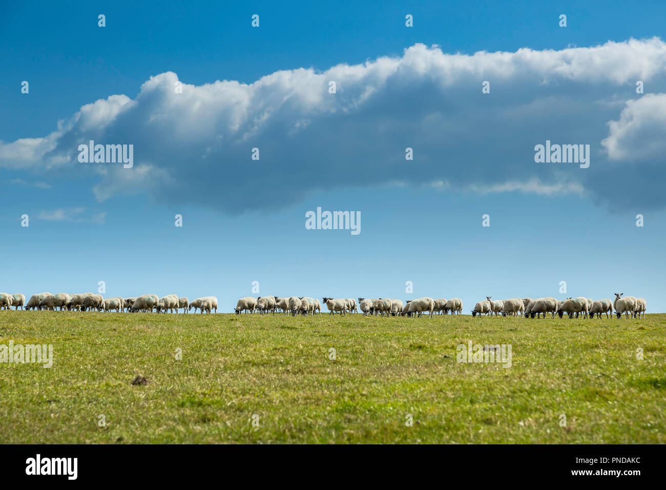 Moutons sur les collines de Purbeck. Banque D'Images