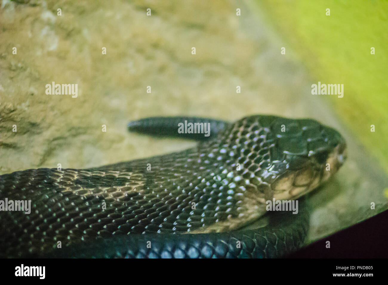 L'monocled (naja kaouthia), appelé aussi monocellate cobra, Cobra est une espèce répandue dans l'ensemble du sud et du Sud-Est. Banque D'Images