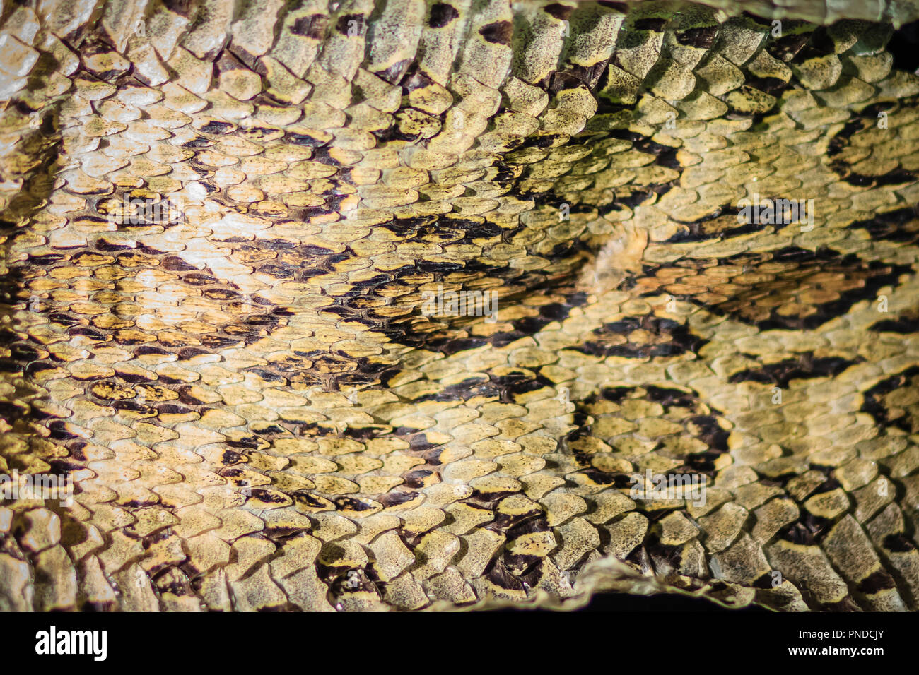 Peau de serpent séchée de Siamois Russell's viper (Daboia siamensis) pour l'arrière plan. Daboia siamensis est une espèce de vipère venimeuse qui est endémique dans certaines parties o Banque D'Images