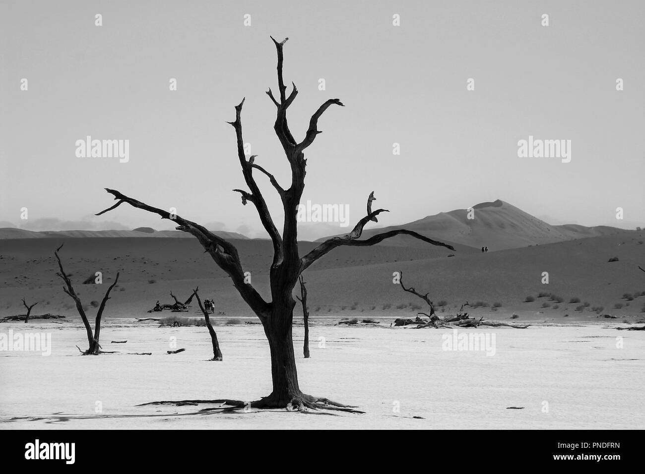 Un voyage à travers la Namibie d'Etosha à Sossusvlei Banque D'Images