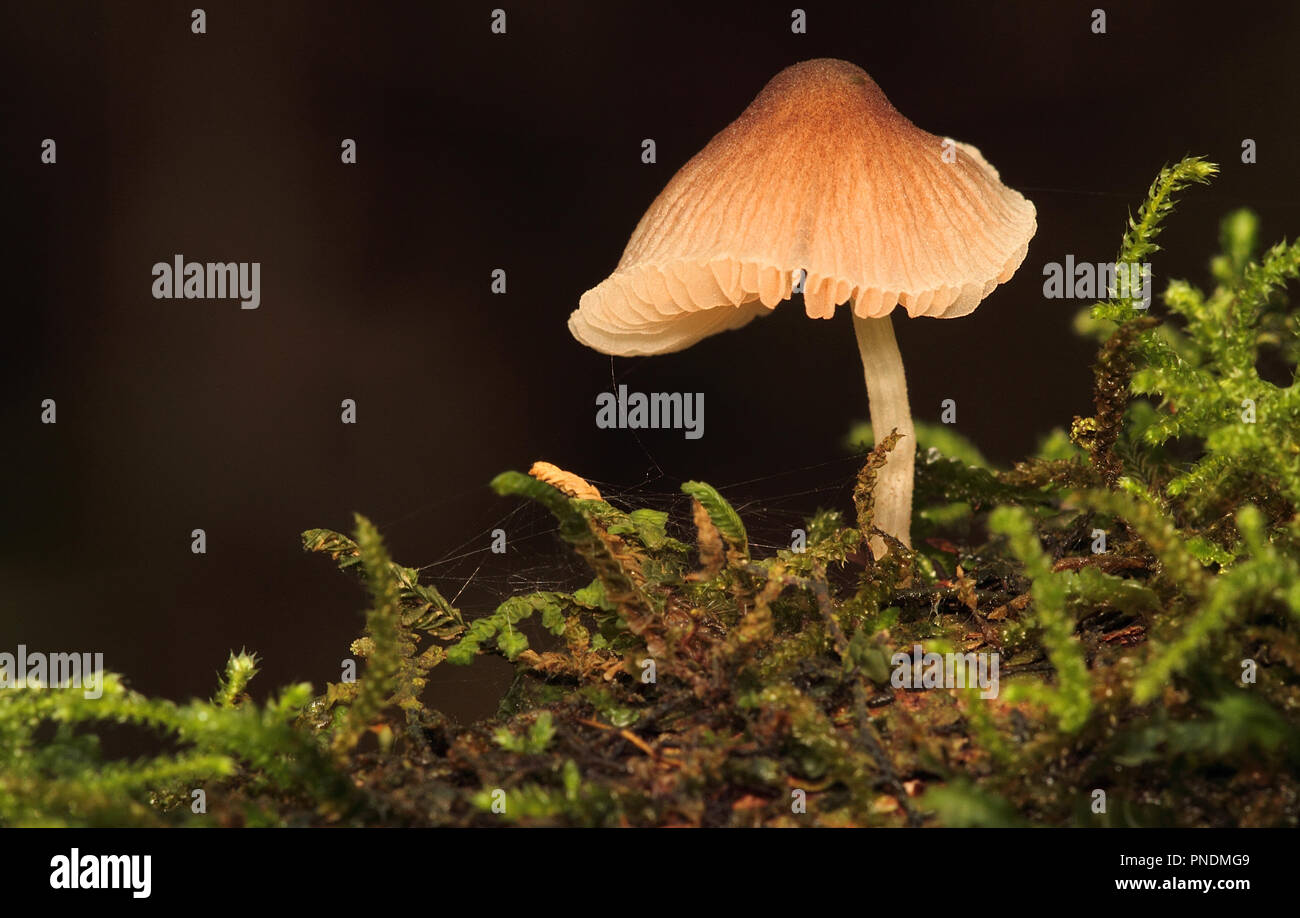 Un champignon photographié dans les forêts de la province de Misiones Argentine Banque D'Images