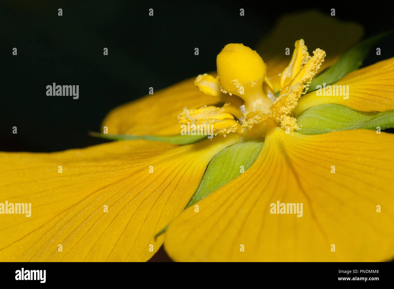 Gros plan d'une fleur jaune Banque D'Images