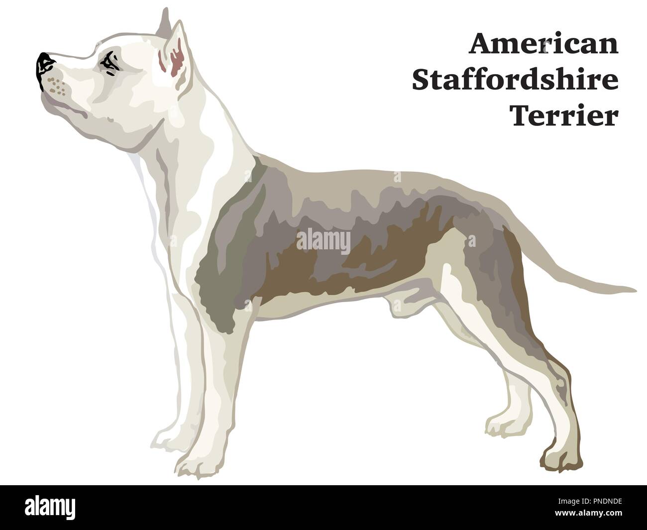 Portrait de l'article profil de American Staffordshire Terrier dog, vector illustration colorées isolé sur fond blanc Illustration de Vecteur