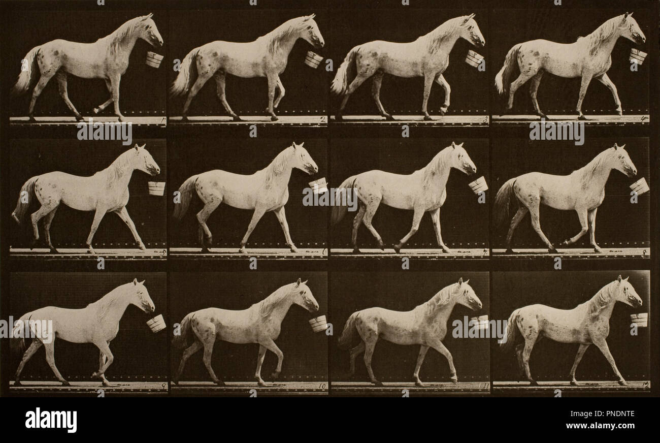 Poster Vintage Sur Toile - Cheval Sautant Eadweard Muybridge, 50x75 Cm, Décoration Murale Artistique