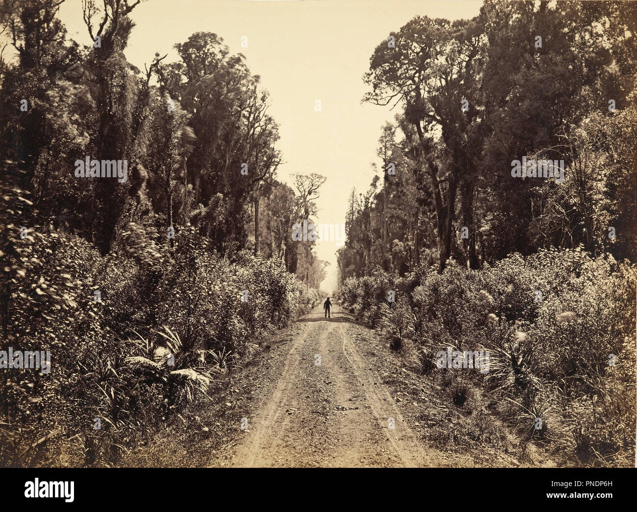 Avenue de cinq milles, Forty Mile Bush. Date/Période : Ca. 1875. Les impressions de photographies. Photographie noir et blanc, à l'albumine argentique. Hauteur : 216 mm (8,50 in) ; Largeur : 293 mm (11.53 in). Auteur : James Bragge. Banque D'Images