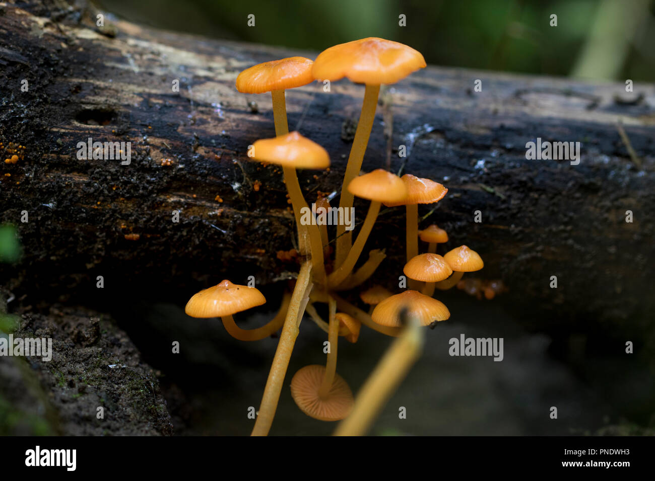 De plus en plus de petits champignons Orange en bois sur le sol forestier. Des organes de fructification des champignons délicats. Macro-vision des petits toadstool champignons. Banque D'Images