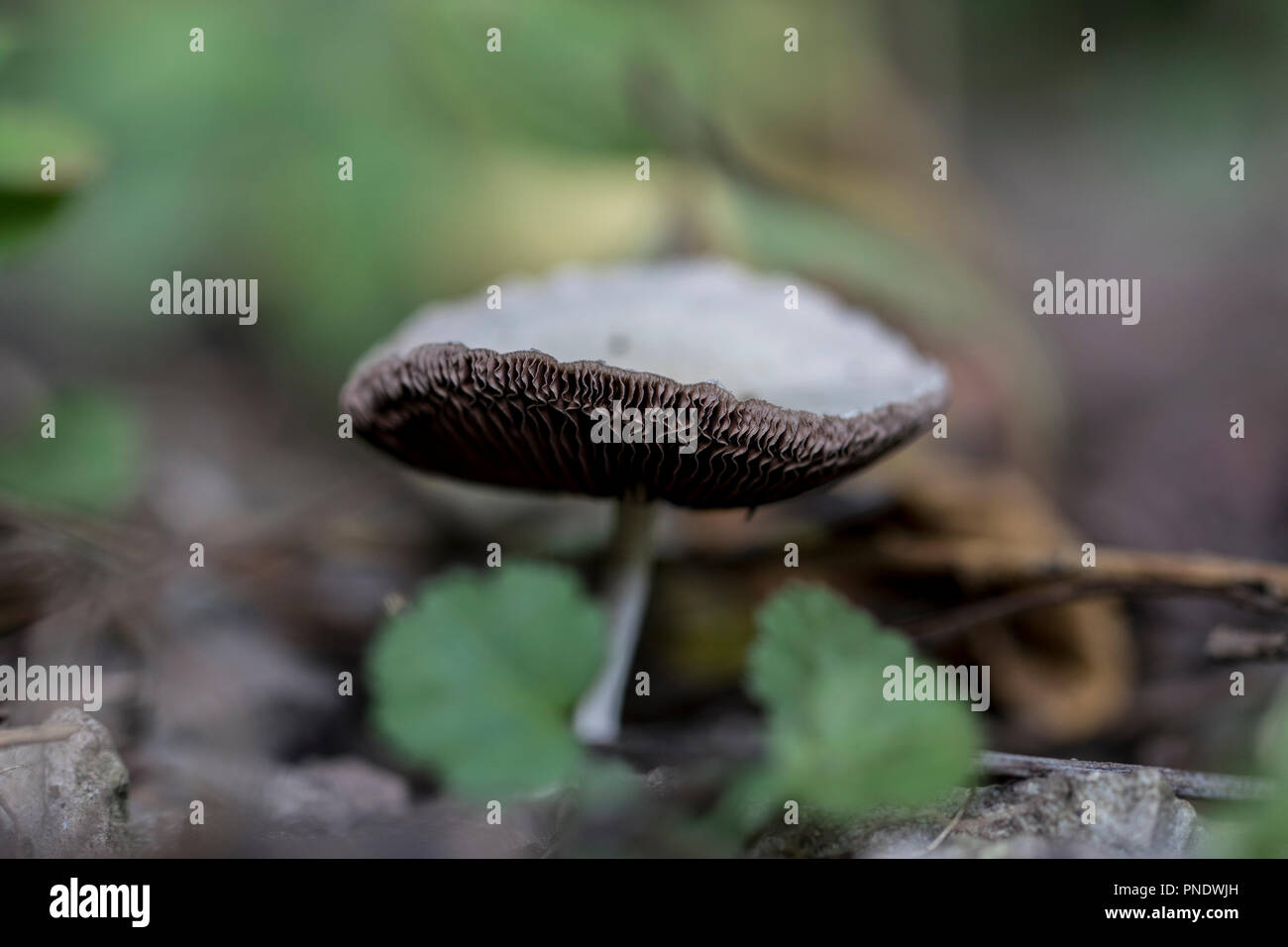 Champignons solitaires dans la forêt. Close up of a toadstool en aidant le processus de décomposition naturelle. Micro-organismes puissants. Banque D'Images