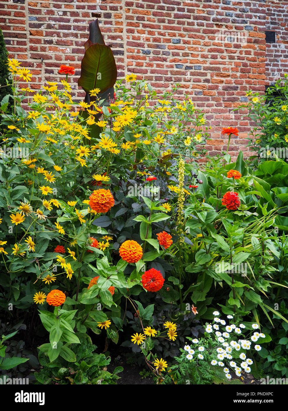 Chenies Manor House, South West garden wall d'abondantes plantes vivaces orange et jaune à la fin de l'été. Banque D'Images