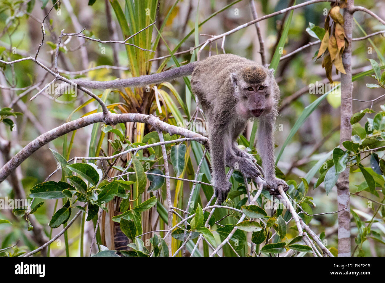 Long-tailed macaque, Macaca fascicularis, parc national de Tanjung Puting, Bornéo, Indonésie. Banque D'Images