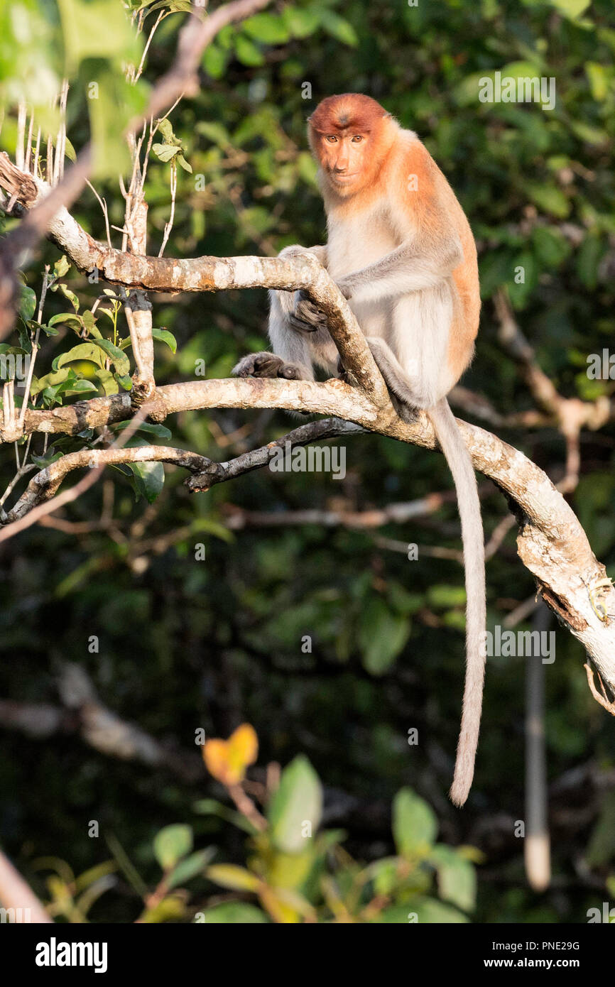 Les jeunes singes Proboscis, Nasalis larvatus, parc national de Tanjung Puting, Bornéo, Indonésie. Banque D'Images
