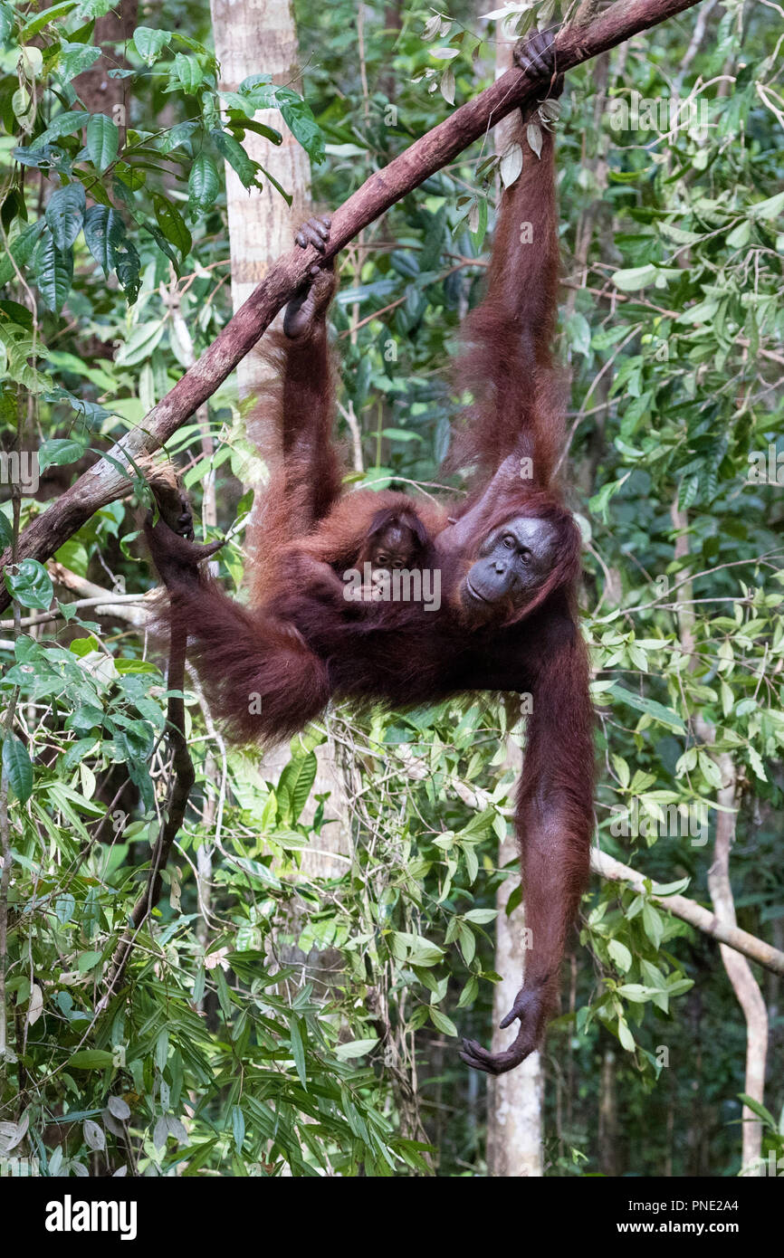La mère et le bébé orang-outan, Pongo pygmaeus, au Camp Leakey, Bornéo, Indonésie. Banque D'Images