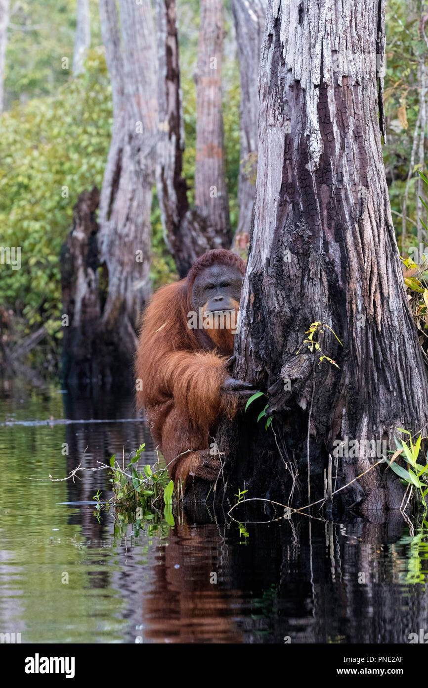 Hommes sauvages orang-outan, Pongo pygmaeus, sur la rivière Buluh Kecil, Bornéo, Indonésie. Banque D'Images