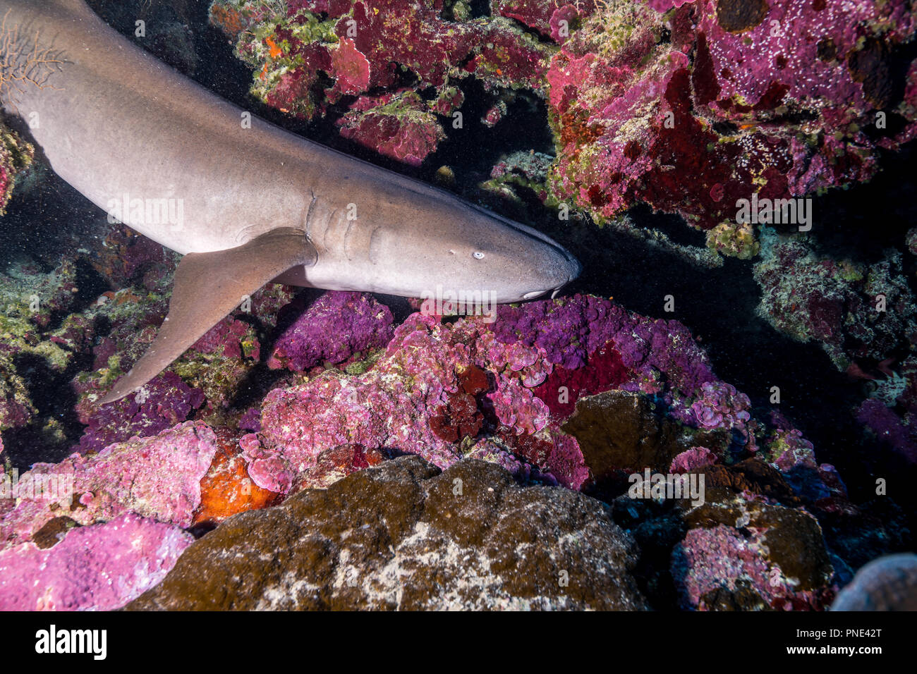 Requin nourrice fauve (Nebrius ferrugineus (Lesson, 1831)) l'île de Yap (États fédérés de Micronésie Banque D'Images