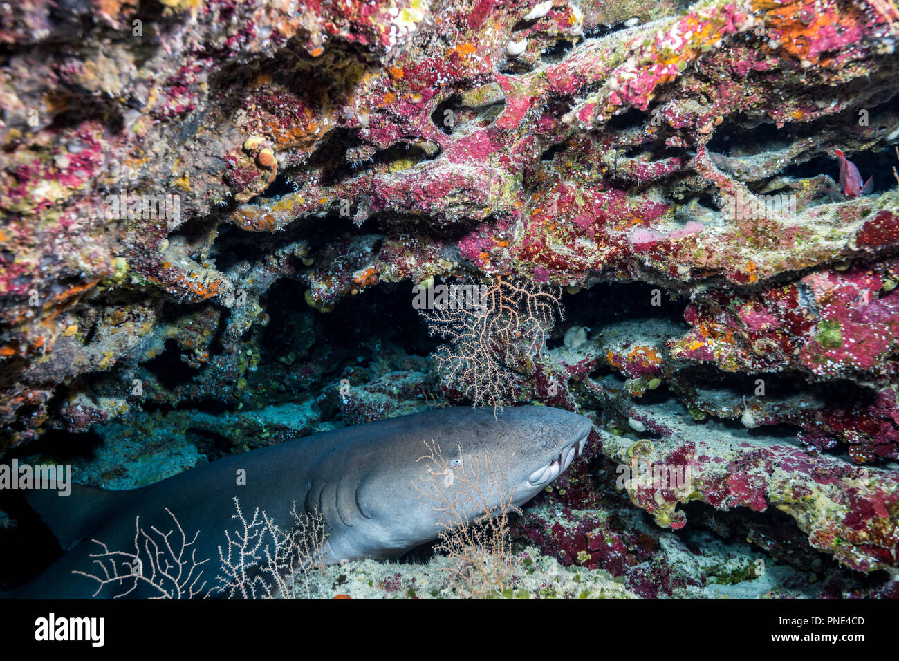 Requin nourrice fauve (Nebrius ferrugineus (Lesson, 1831)) l'île de Yap (États fédérés de Micronésie Banque D'Images