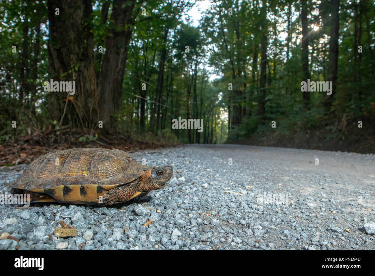 Tortue des bois sur le bord d'une route de gravier - Glyptemys insculpta Banque D'Images