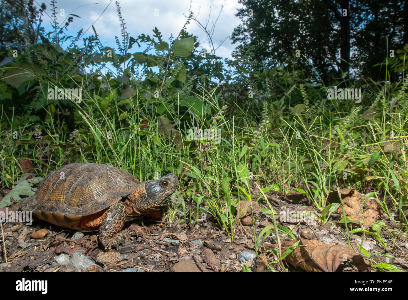 Tortue des bois sur le bord d'une route de gravier - Glyptemys insculpta Banque D'Images