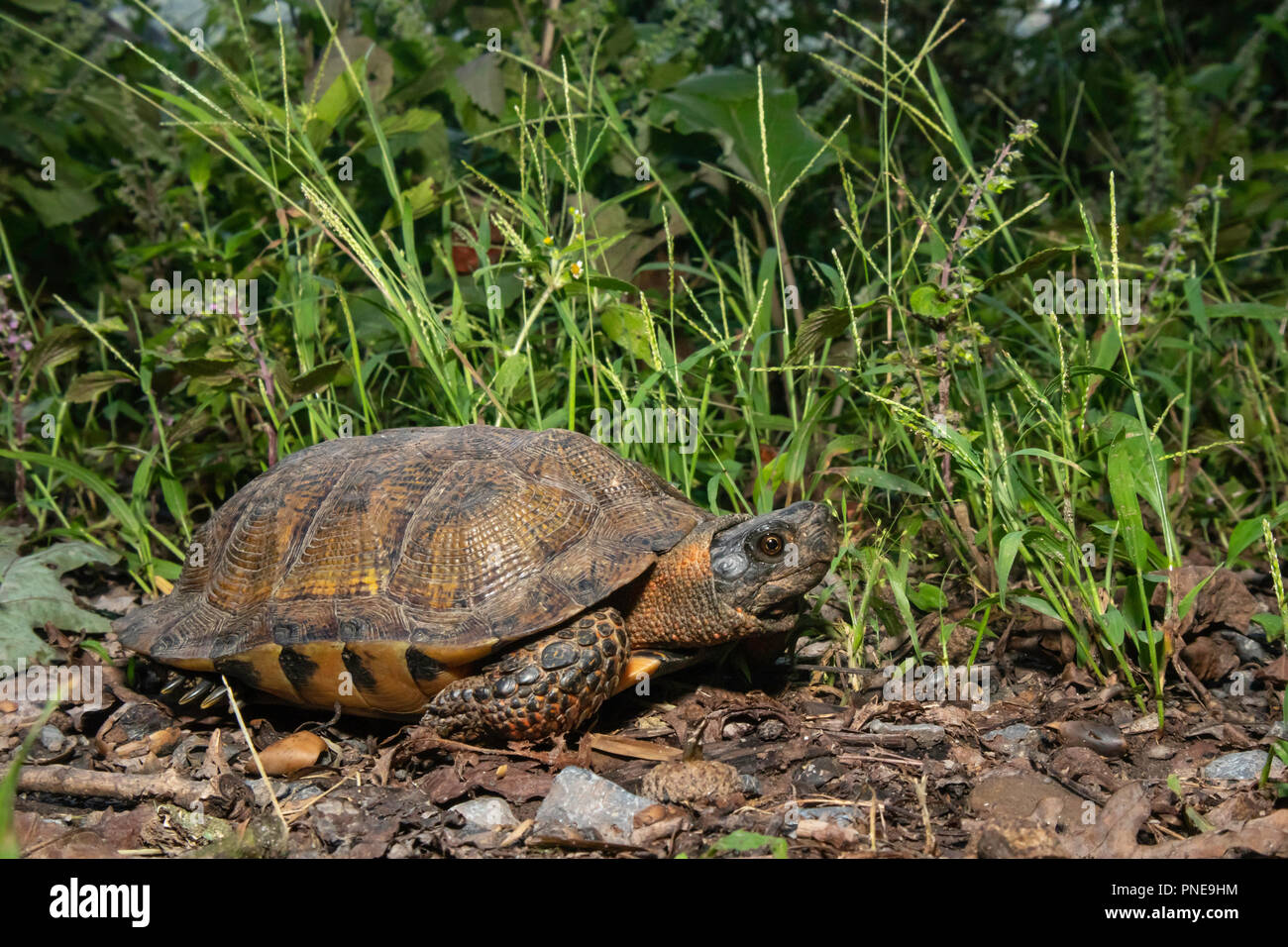 Tortue des bois sur le bord d'une route de gravier - Glyptemys insculpta Banque D'Images