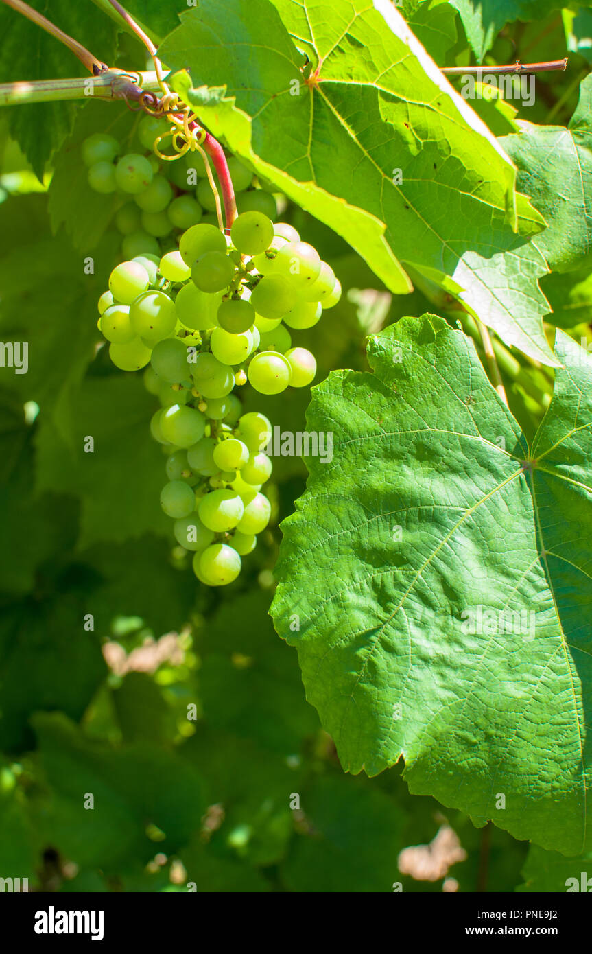 Close-up of grape tree où fleurissent les raisins à Sun Banque D'Images