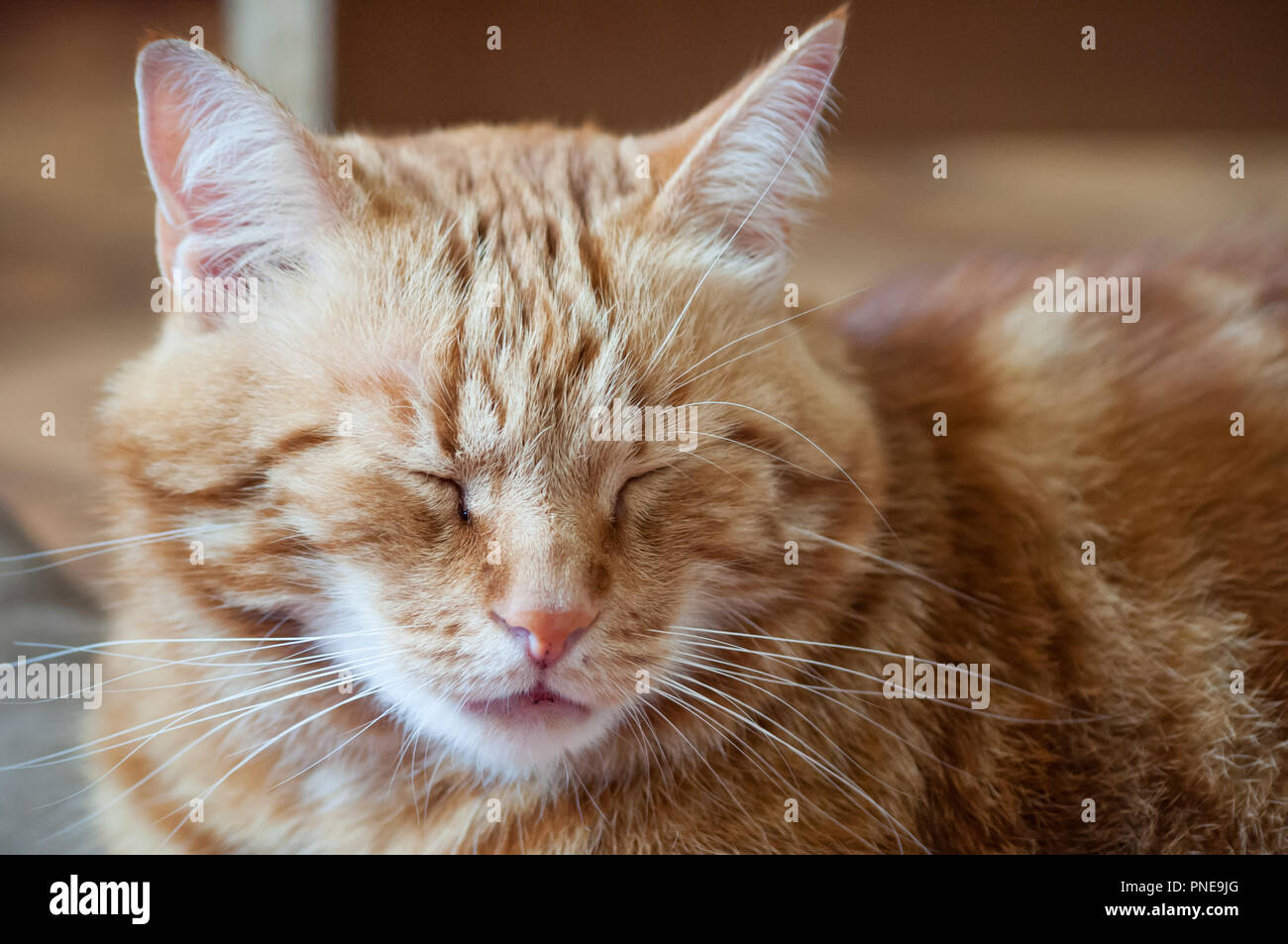 Close-up of ginger fluffy cat at home relaxing Banque D'Images