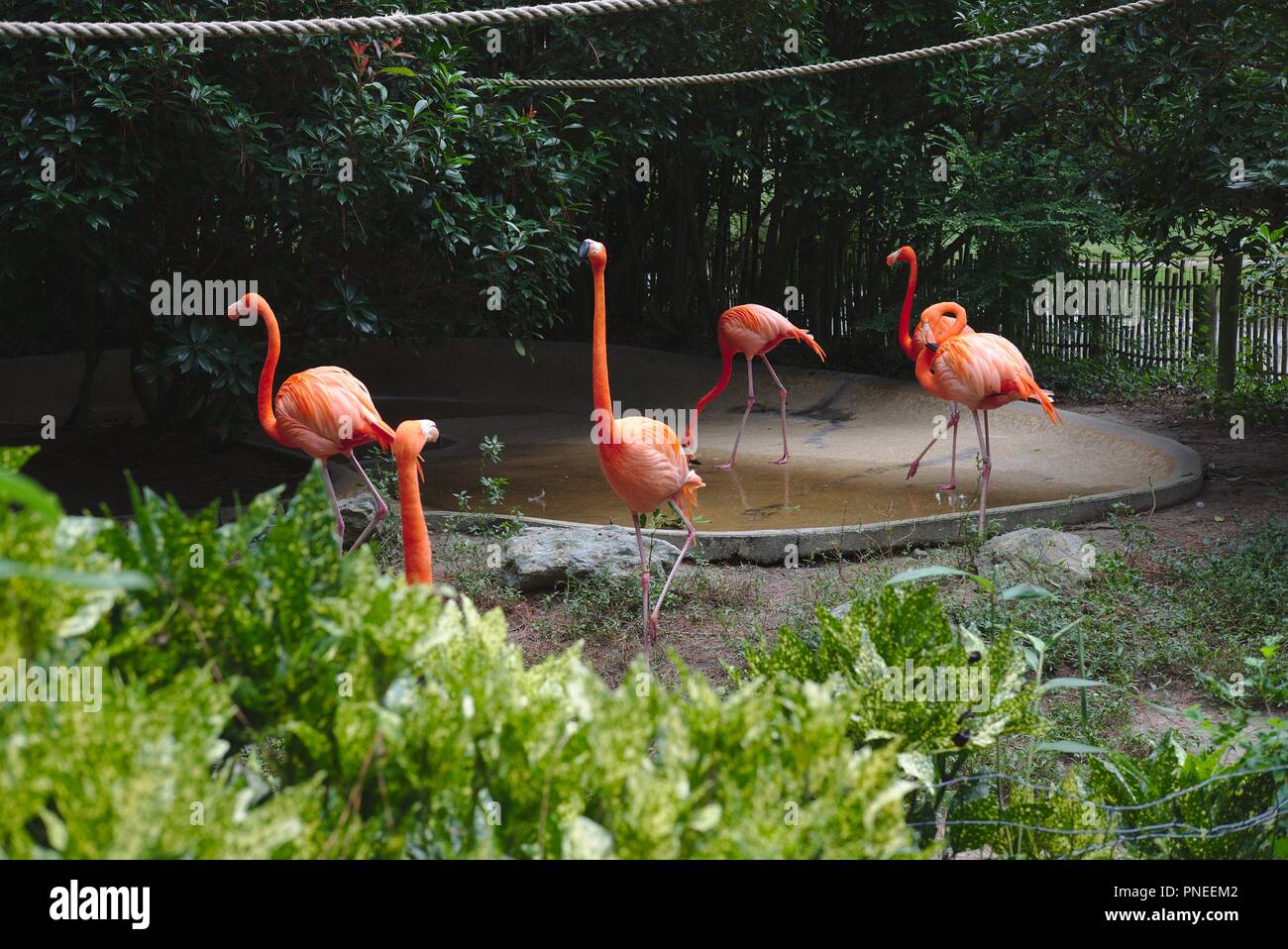 Flamant rose dans son habitat naturel Banque de photographies et d ...