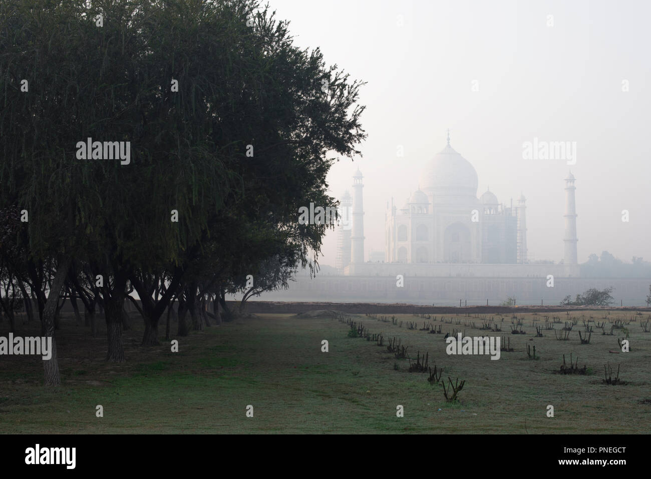 Le magnifique Taj Mahal, merveille du monde et la fierté de l'Inde en hiver matin et vu de Mehtab Bagh d'arbres dans le parc Agra Inde Banque D'Images