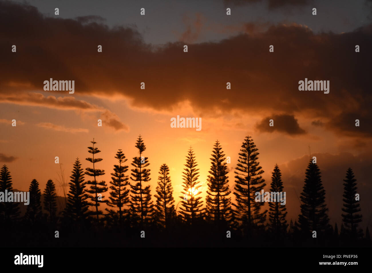 Hawaiian pins Cook au coucher du soleil sur la côte nord d'Oahu. Banque D'Images