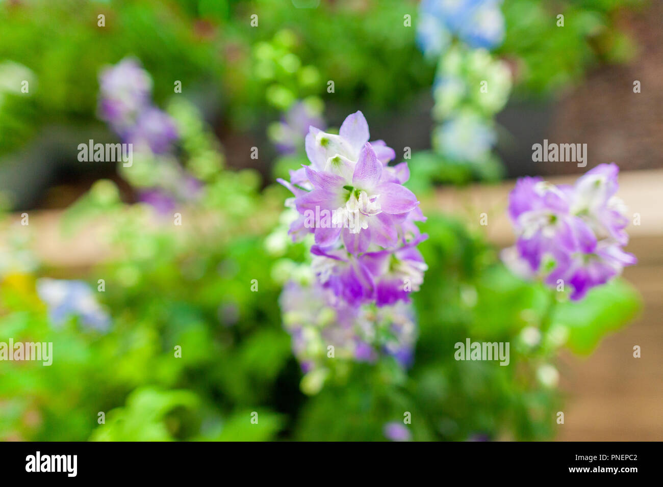 Près d'une boîte à fleurs pourpres dans un jardin Banque D'Images