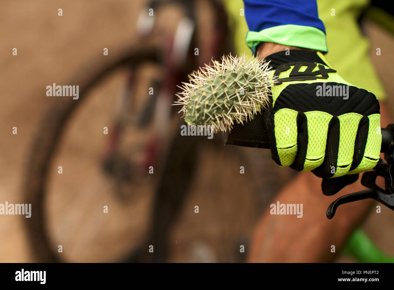 Cholla cactus sur mountain biker Banque D'Images