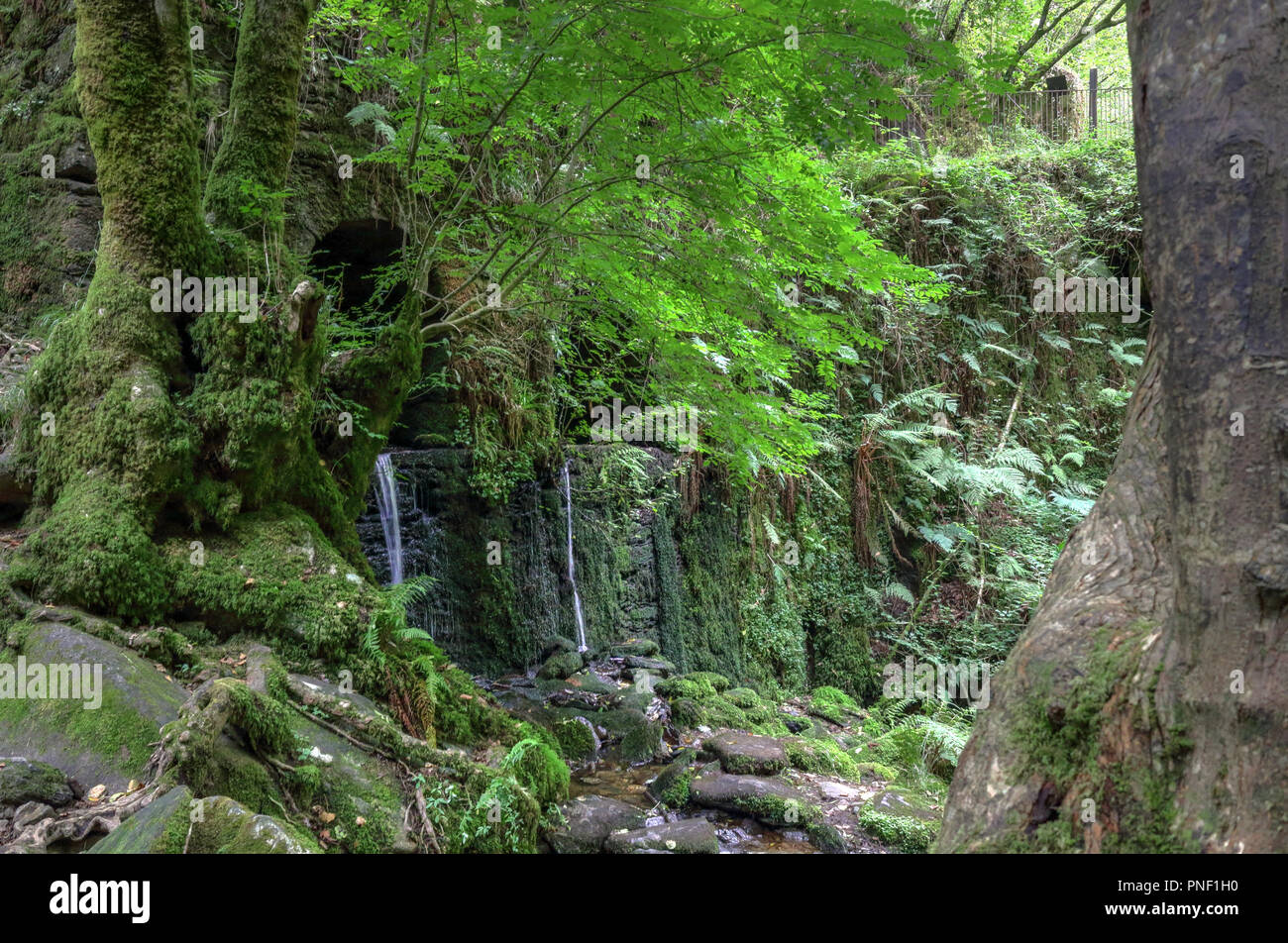 L'un grand arbre à côté d'un moss couverts vieux moulin en pierre abandonnée dans la luxuriante forêt de Fragas do Eume del épais, à côté de la rivière do Eume, Espagne Banque D'Images