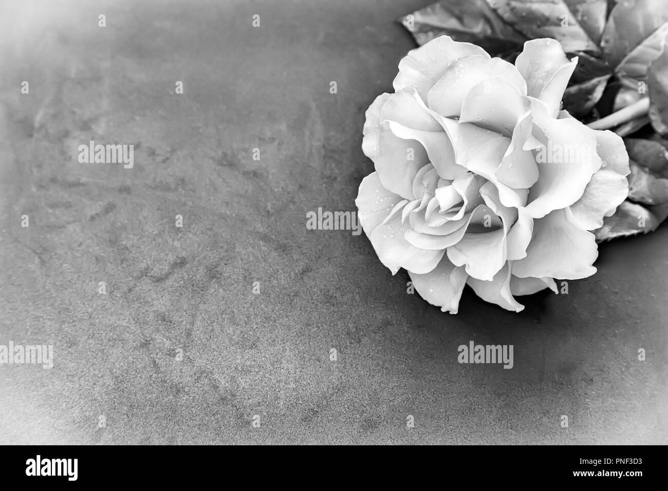 Belle floraison rose avec des feuilles. Image en noir et blanc. Vue de dessus, copiez l'espace. Banque D'Images