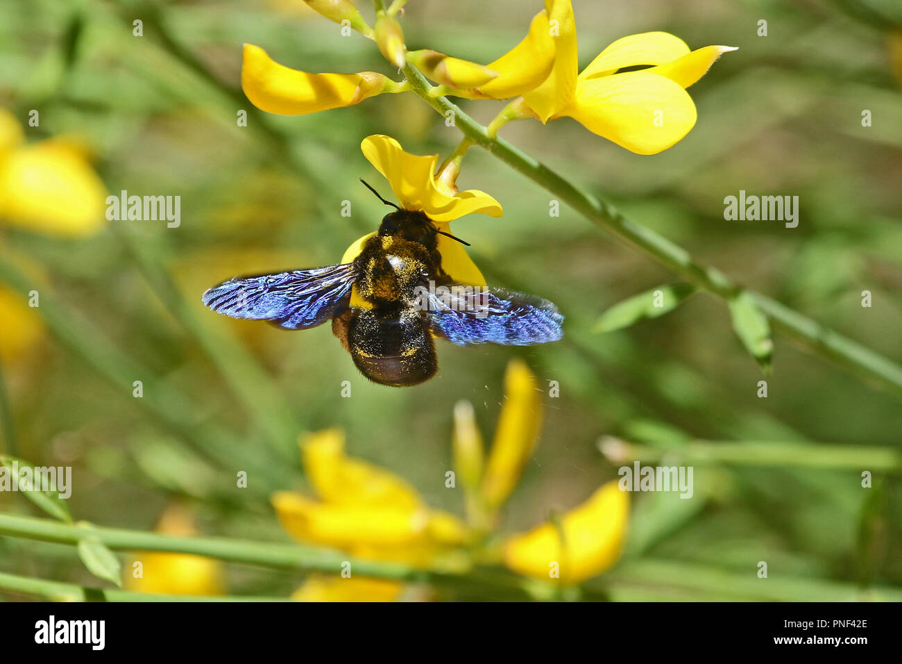 Abeille charpentière xylocopa violacea nom Latin jaune sur un balai ou ginsestra fleur nom Latin cytisus scoparius ou spachianus au printemps en Italie Banque D'Images