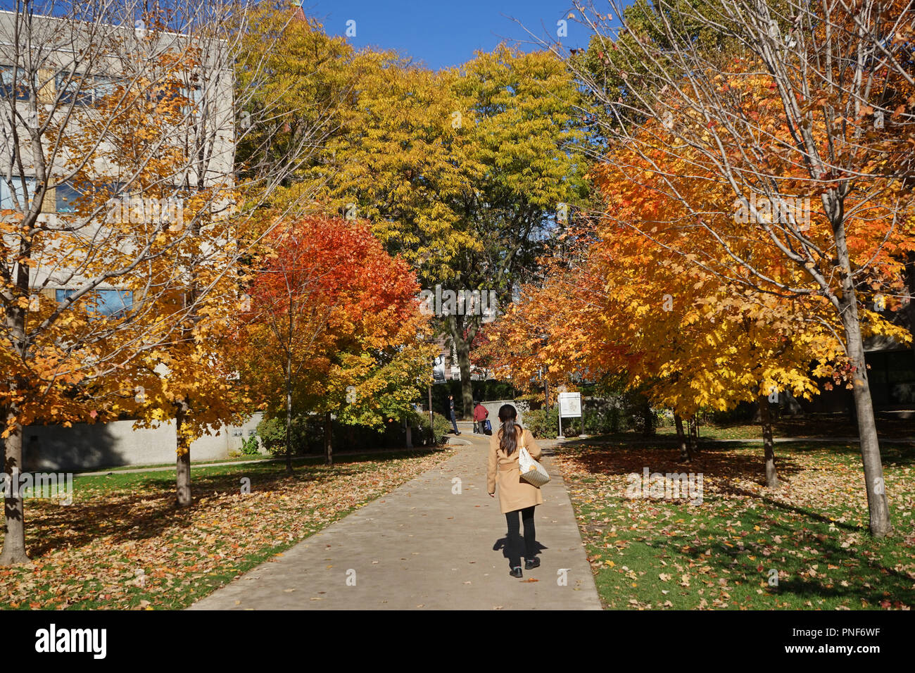 Université de Toronto avec des couleurs d'automne Banque D'Images