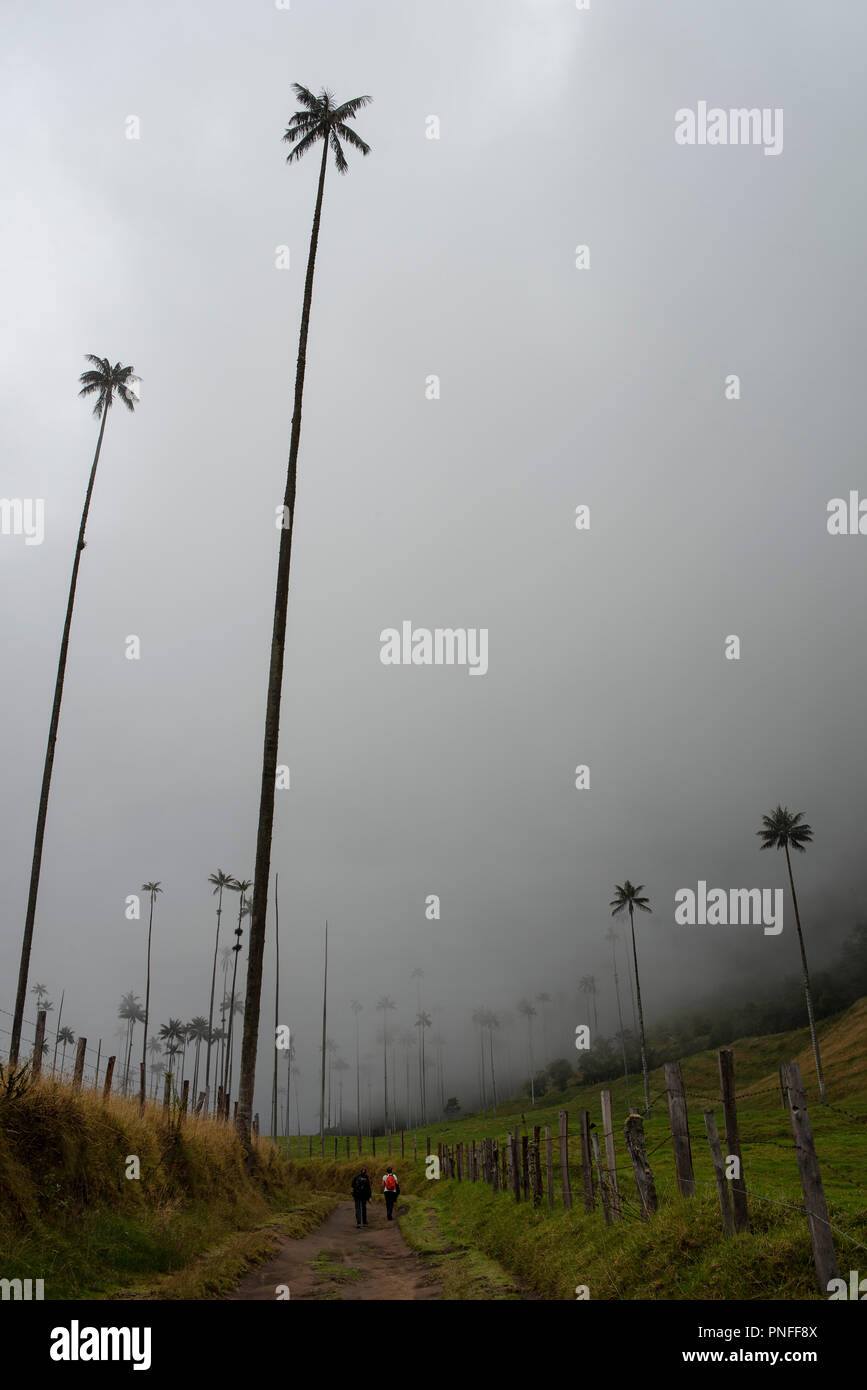 Le paysage brumeux de Cocora Valley avec les touristes et les palmiers de cire Quindío géant qui, à 60 mètres de haut est le plus haut dans le monde. palm Colombie Banque D'Images