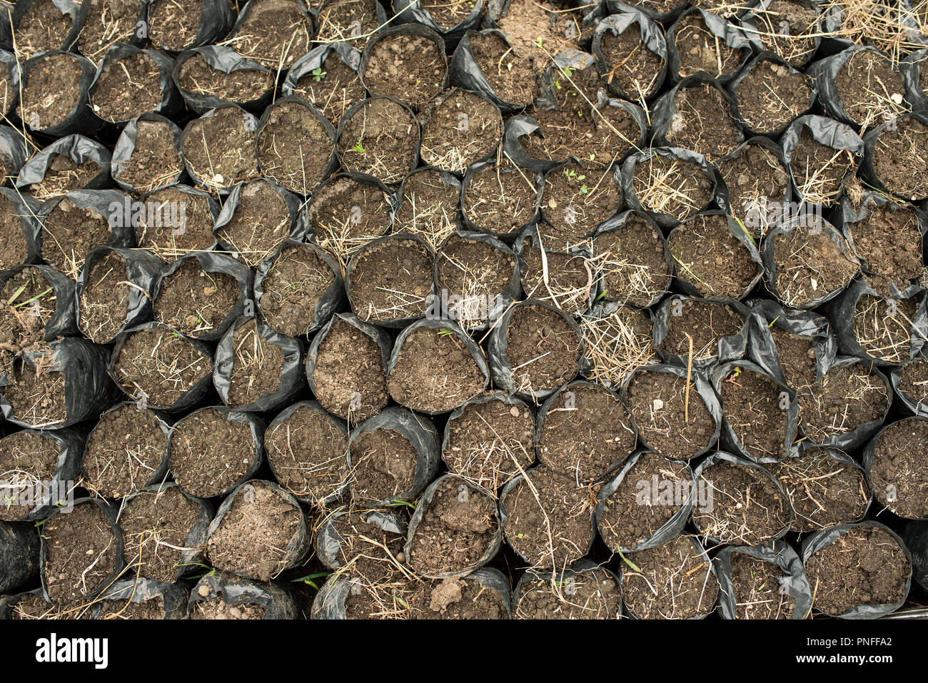 3/10 Reportage photo : palm Cire de graines semées dans le sol, dans des sacs. L'Armée nationale travaillant sur la plantation de palmiers de cire dans la vallée de Cocora, Colombie. 13 Sep 2018 Banque D'Images