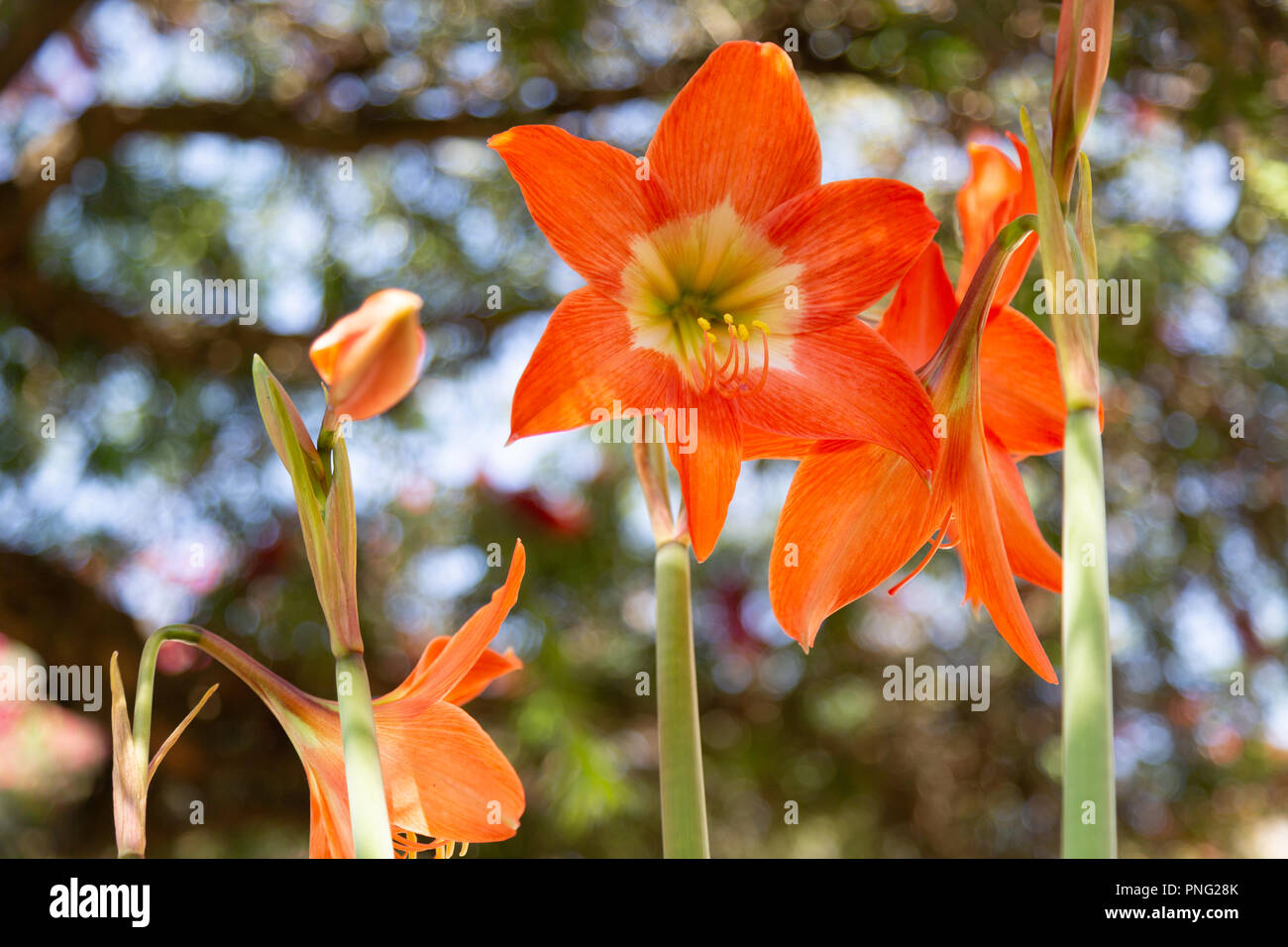 Asuncion, Paraguay. Sep 21, 2018. Une chaude journée ensoleillée à Asunción avec des températures élevées autour de 31°C comme lily (AMARYLLIS Hippeastrum puniceum) orange fleurs en fleurs signer l'arrivée de la saison du printemps. L'équinoxe de printemps a lieu demain au Paraguay. Credit : Andre M. Chang/ARDUOPRESS/Alamy Live News Banque D'Images