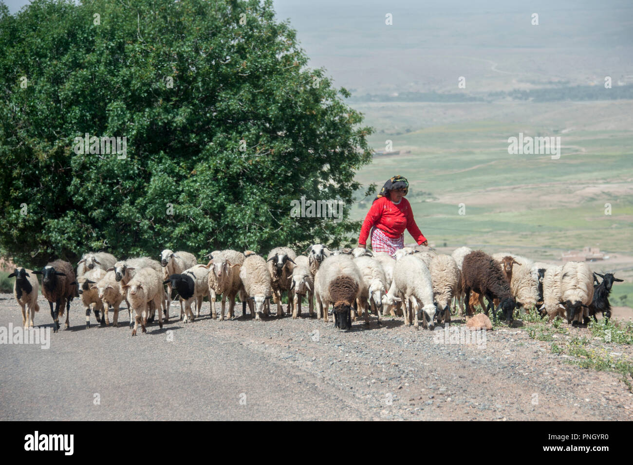 25-02-11. Marrakech, Maroc. Une femme / shepheress troupeaux de moutons sur une route escalade à l'Atlas au sud de Marrakech. Photo © Simon Gr Banque D'Images