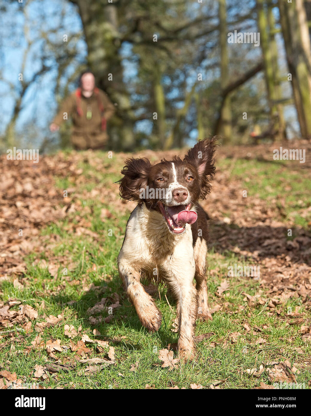 Homme marchant un springer spaniel chien Banque D'Images