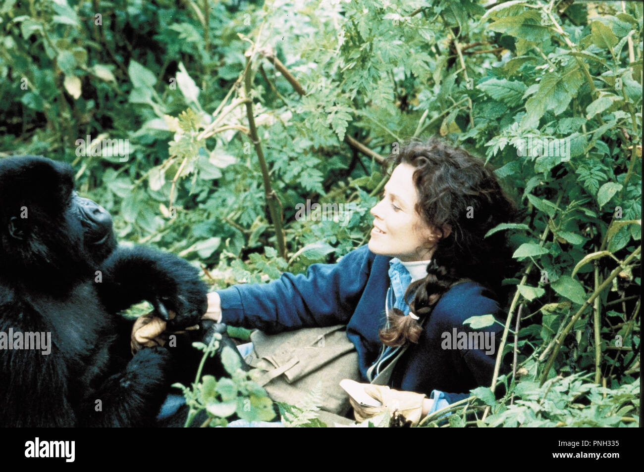 Titre original : gorilles DANS LA BRUME : THE STORY OF Dian Fossey. Titre en anglais : gorilles DANS LA BRUME : THE STORY OF Dian Fossey. Année : 1988. Réalisateur : Michael Apted. Stars : Sigourney Weaver. Credit : Warner Brothers / Album Banque D'Images