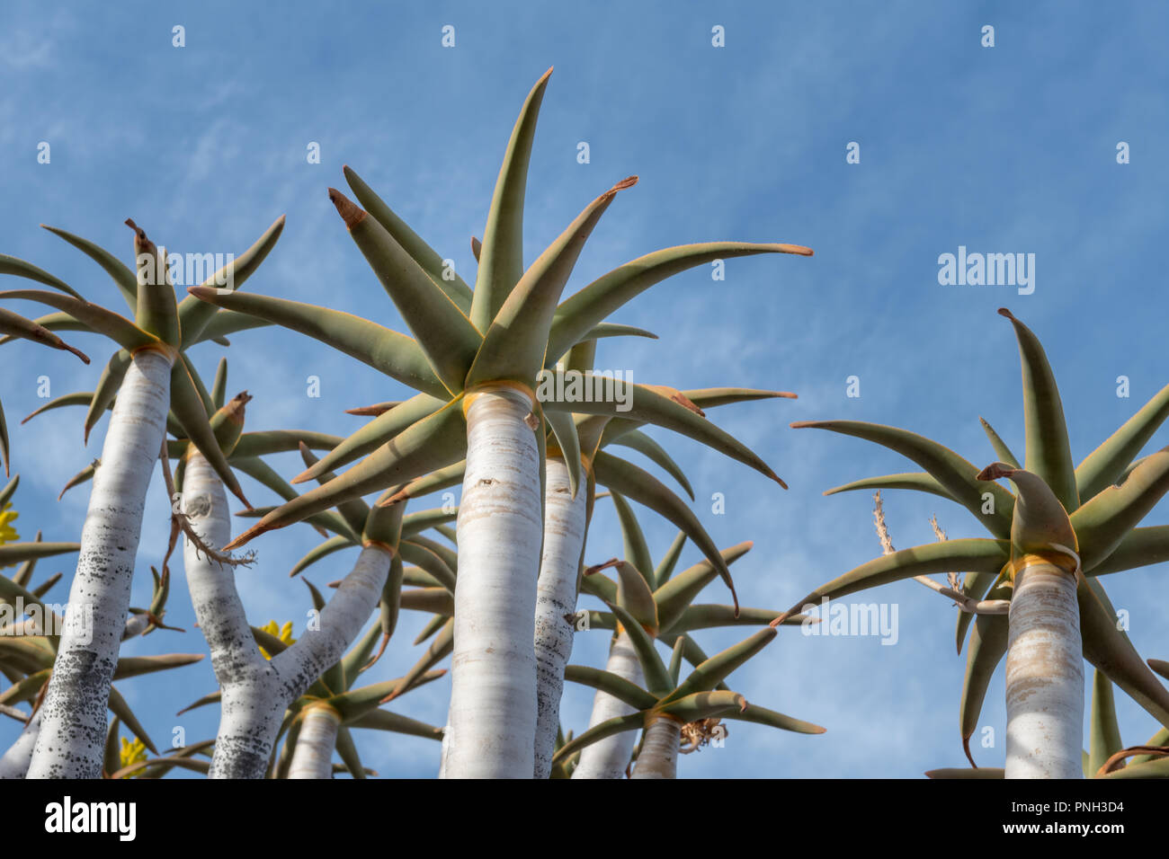 Quiver Tree ou Kokerboom (Aloe dichotoma) est une espèce d'aloe. La Namibie. Banque D'Images