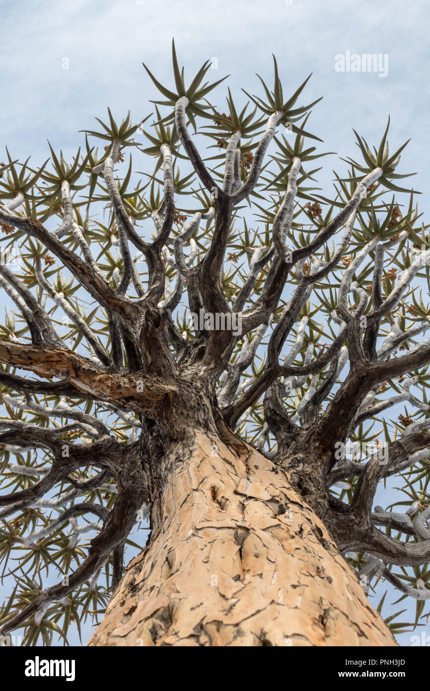 Quiver Tree ou Kokerboom (Aloe dichotoma) est une espèce d'aloe. La Namibie. Banque D'Images