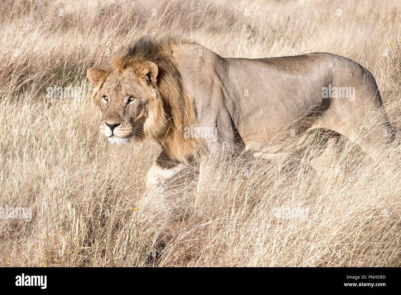 Lion, Etosha National Park, Namibie Banque D'Images