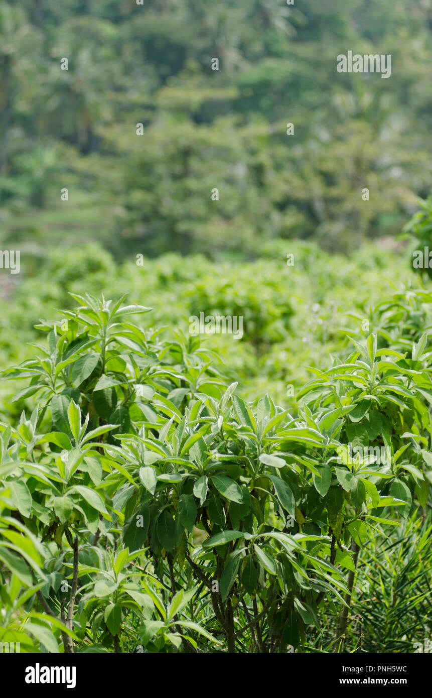 Feuilles Sembung, blumea balsamifera, phytothérapie, en Chine les gens savent que pour ea na xiang, et l'autre nom est nga champora Banque D'Images