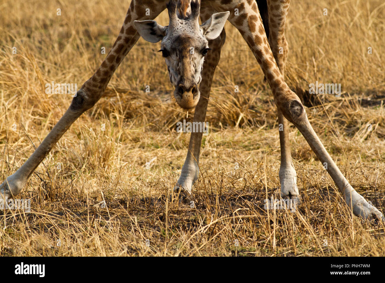 Girafe sera occasionnellement mangent de l'herbe et lécher des minéraux du sol. Banque D'Images