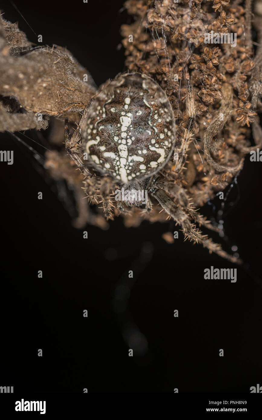 Spider croix assis sur le bourgeon d'une fleur séchée Banque D'Images