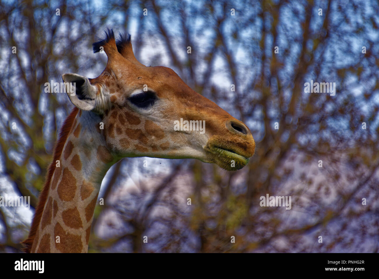 La Girafe (Giraffa) est une espèce d'ongulés artiodactyles (à l'Afrique, le plus grand mammifère terrestre vivant et le plus grand des animaux ruminants. Banque D'Images