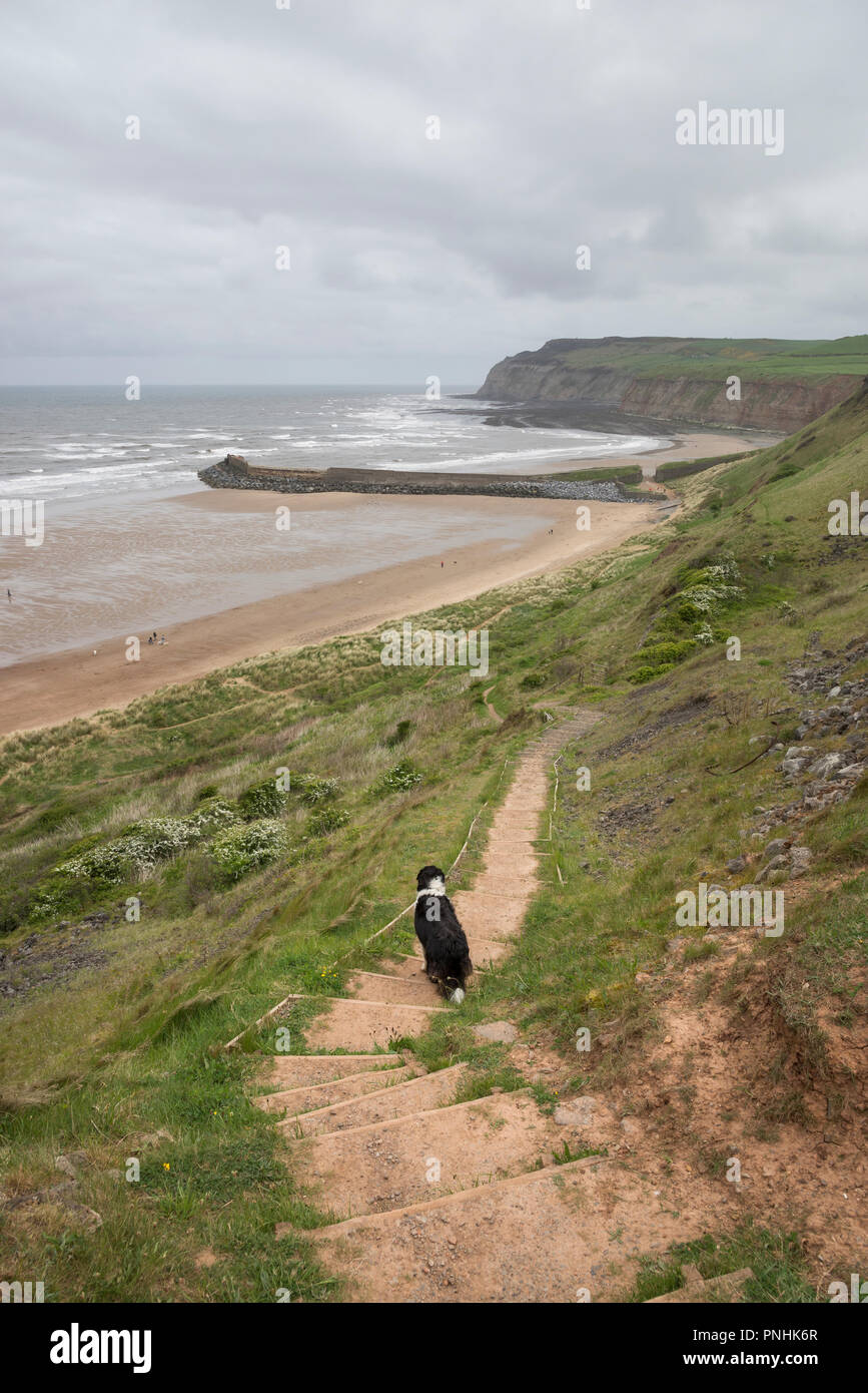 L'article de la Cleveland Way côte au-dessus de Cattersty sands, Skinningrove, Yorkshire du Nord. Un jour de printemps ensoleillé. Banque D'Images