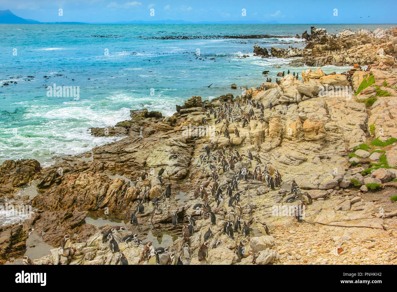 La colonie de pingouins à Stony Point, Betty's Bay sur Clarence dur à Western Cape, Afrique du Sud. La réserve de Stony Point est l'une des plus grandes colonies d'élevage de manchot dans le monde. Banque D'Images