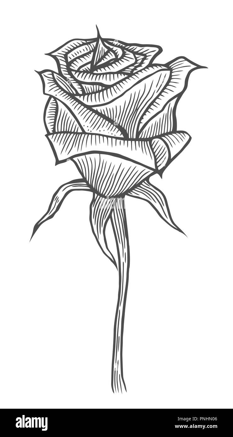 Illustrations gravées à la main de rose flower isolated on white Illustration de Vecteur